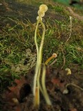 Mycena crocea image
