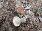 Russula olivacea image