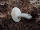 Russula vinacea image