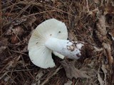 Russula vinacea image