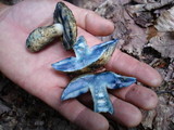 Gyroporus cyanescens var. violaceotinctus image