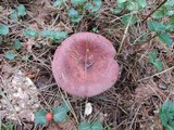Russula xerampelina image