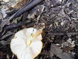 Pluteus aurantiorugosus image