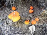 Pluteus aurantiorugosus image