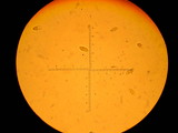 Polyporus tuberaster image