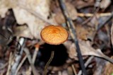 Rhizomarasmius pyrrhocephalus image