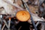 Rhizomarasmius pyrrhocephalus image