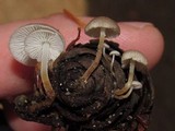 Strobilurus trullisatus image