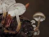 Strobilurus trullisatus image