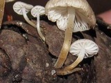 Strobilurus trullisatus image