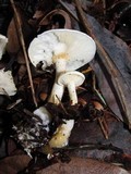 Leucopaxillus albissimus image
