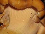Cantharellus formosus image