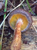 Gymnopilus aeruginosus image