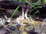 Gymnopilus aeruginosus image