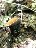 Galiella rufa image