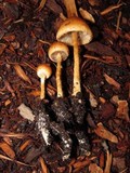 Hypholoma tuberosum image