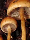 Hypholoma tuberosum image