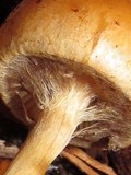Hypholoma tuberosum image