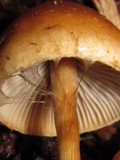 Hypholoma tuberosum image