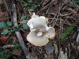 Tricholoma saponaceum image