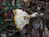 Tricholoma saponaceum image