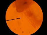 Pholiota alnicola image