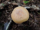 Clitocybe flaccida image