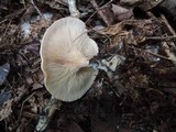 Clitocybe flaccida image