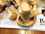 Phaeolepiota aurea image