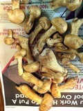 Phaeolepiota aurea image