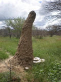 Termitomyces reticulatus image