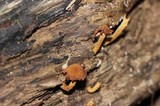 Flammulaster erinaceellus image