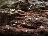Helicogloea compressa image