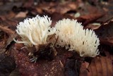 Ramariopsis kunzei image