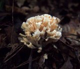 Tremellodendron pallidum image