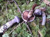 Cortinarius traganus image
