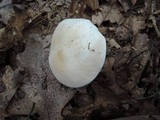 Leucopaxillus laterarius image