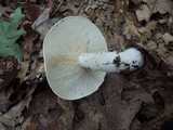 Leucopaxillus laterarius image
