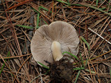 Inocybe mixtilis image