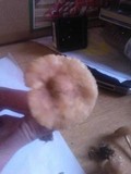 Marasmius oreades image