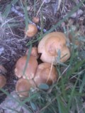 Marasmius oreades image
