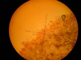 Inocybe mixtilis image