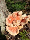 Laetiporus cincinnatus image