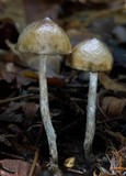 Psilocybe baeocystis image