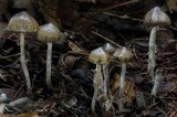 Psilocybe baeocystis image