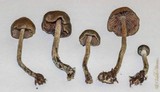 Psilocybe baeocystis image