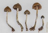 Psilocybe baeocystis image