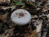 Agaricus vinosobrunneofumidus image