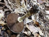 Agaricus vinosobrunneofumidus image