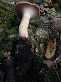 Polyporus radicatus image